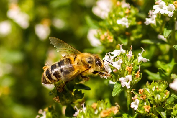 Western Honey Bee - Apis Mellifera