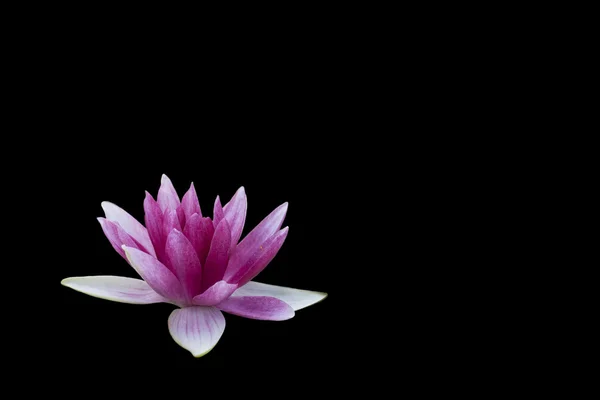 Black & pink Water Lily lotus flower background - Nelumbo