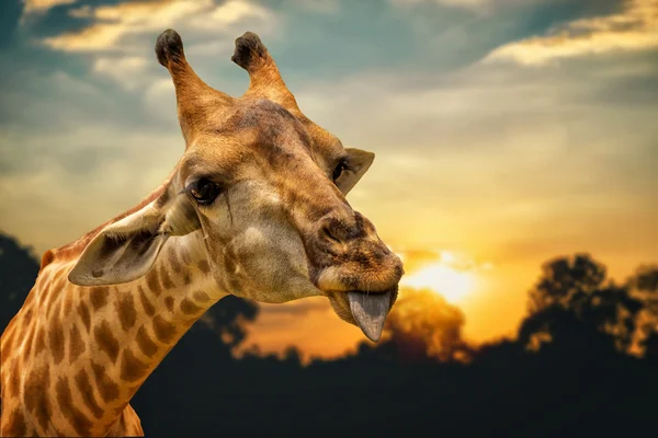 A Portrait Of A Giraffe Show Tongue and orange sky background.