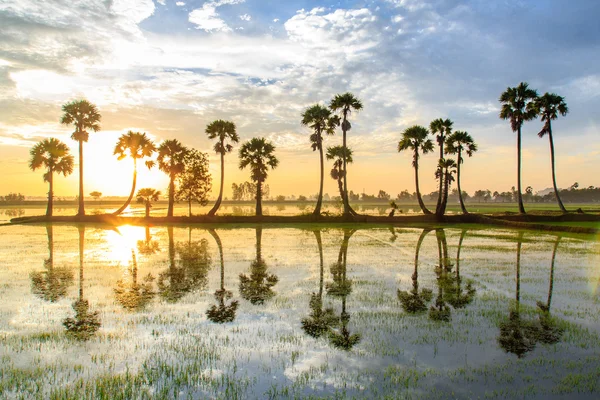 Palmyra tree on the paddy field in early morning. Mekong Delta, Chau Doc, An Giang, Vietnam