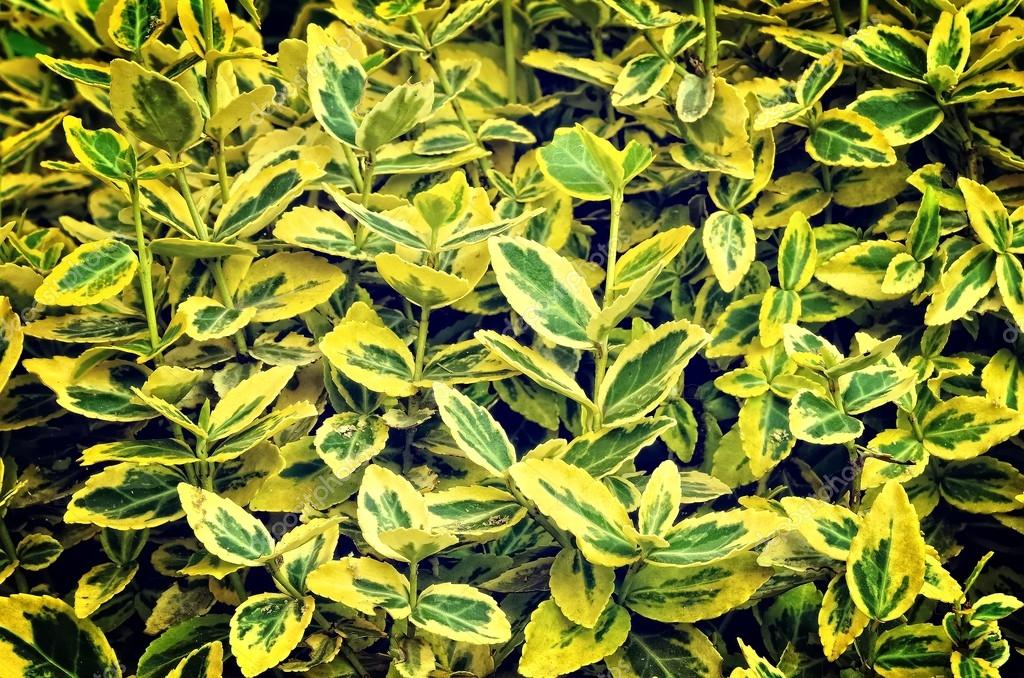Green yellow leaves of euonymus fortunei. — Stock Photo © MagMac83 77590352