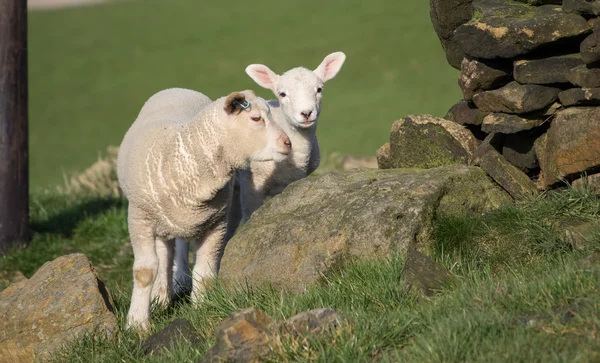 Cute Spring Lambs, West Yorkshire