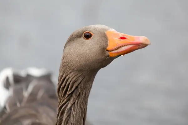 Grey goose on a lake