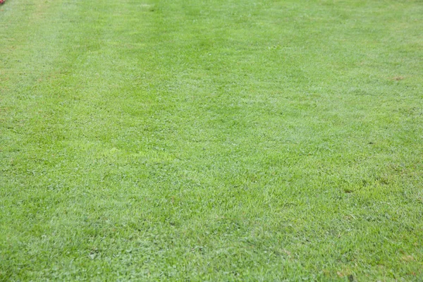 Fresh cut lawn