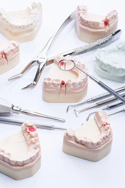 Teeth mold and basic dental tools on white table