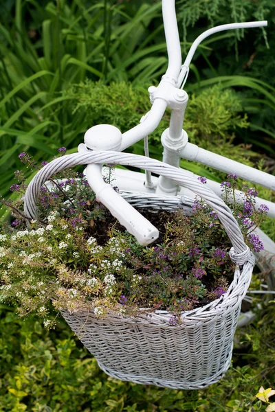 White basket with flowers hanging on old bicycle in garden