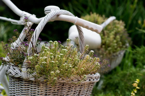 White basket with flowers hanging on old bicycle in garden