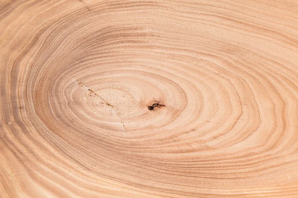Wood tree texture