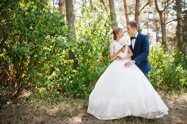 Lovely wedding couple at sunny day on pine wood forest