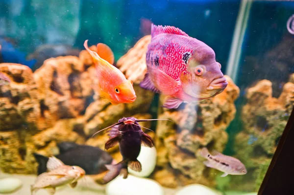 Funny aquarium fish with bubbles