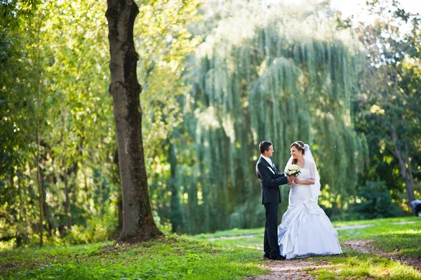 Wedding couple background fantastic big willow tree