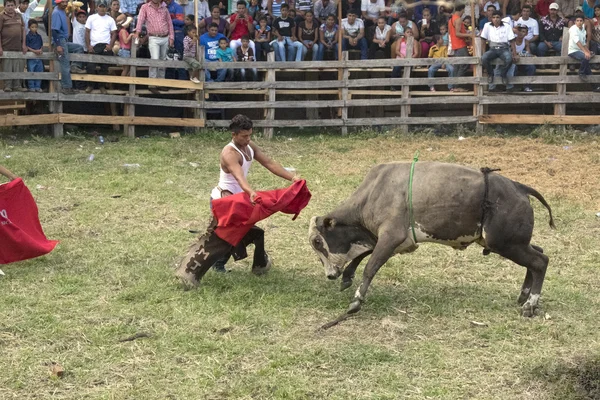 Man holding red cloth while bull charges