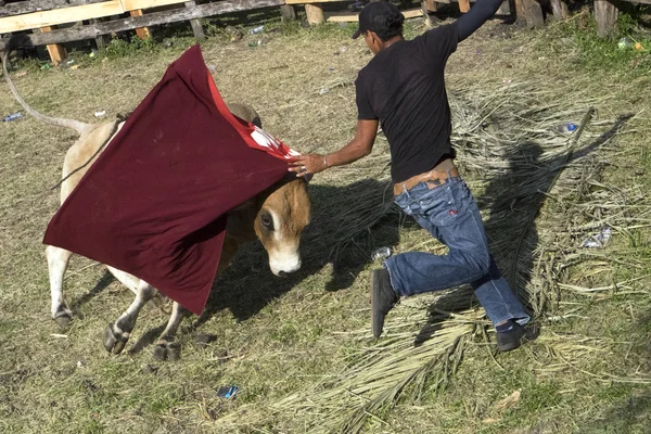 Man holding red cloth while bull charges