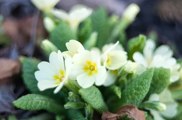 Primula vulgaris white growing in natural conditions