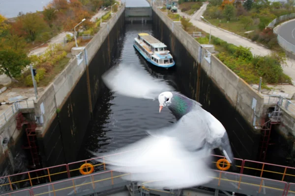 A dove flying over a gateway river dam for which the ship is floated