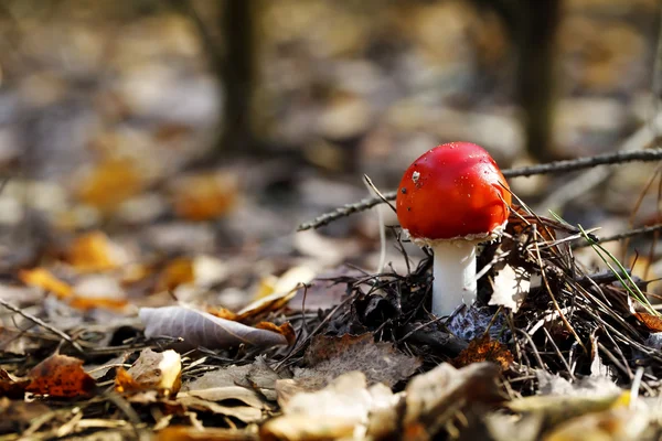 Amanita poisonous mushroom in the forest