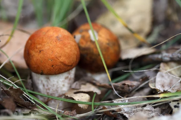 Fresh mushrooms, harvest from the forest