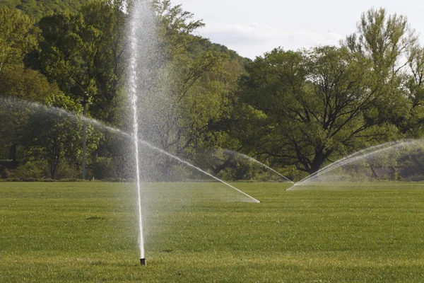 Watering the lawn