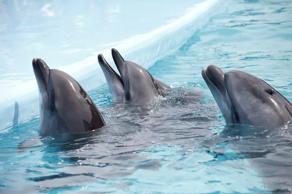 Cute dolphins during a speech at the dolphinarium