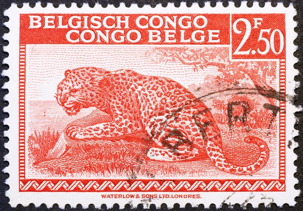 Leopard on old stamp of Belgian Congo