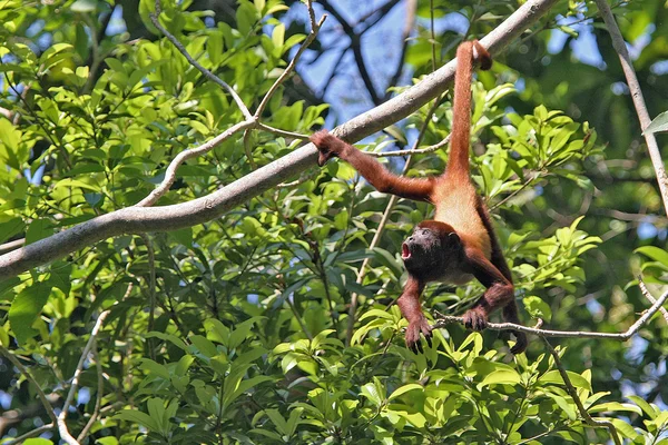 Monkey hanging by tail on tree
