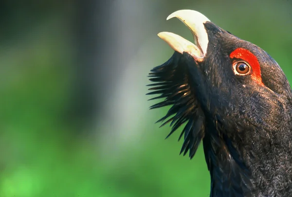 Capercaillie head with open beak