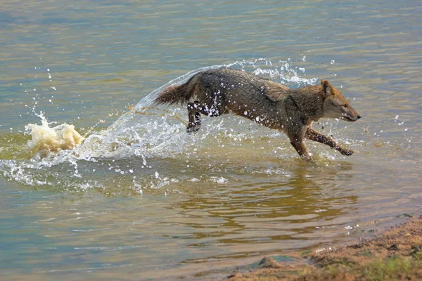Golden jackal running in water