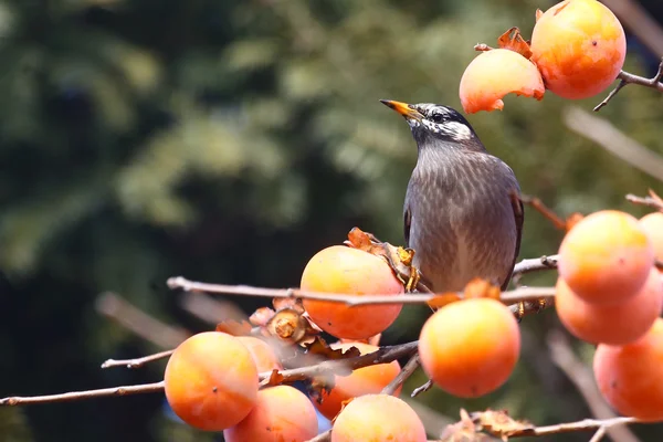 Gray bird and orange fruits