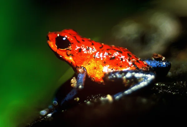 Red and blue little frog