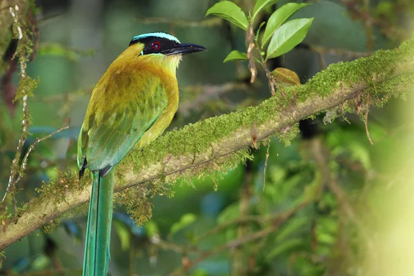 Colorful bird sitting on branch