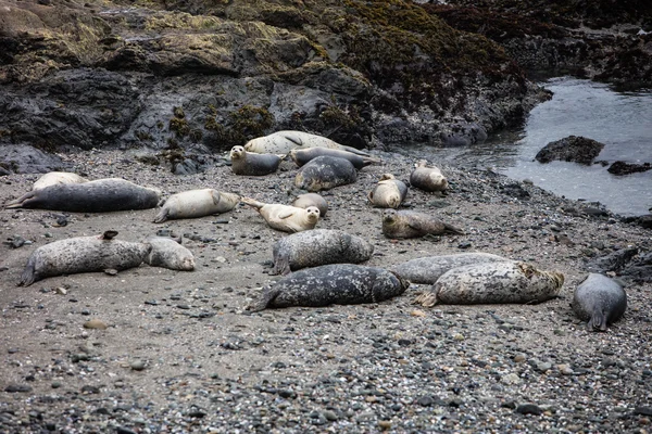 Pacific Harbor Seals on Rocky Beach