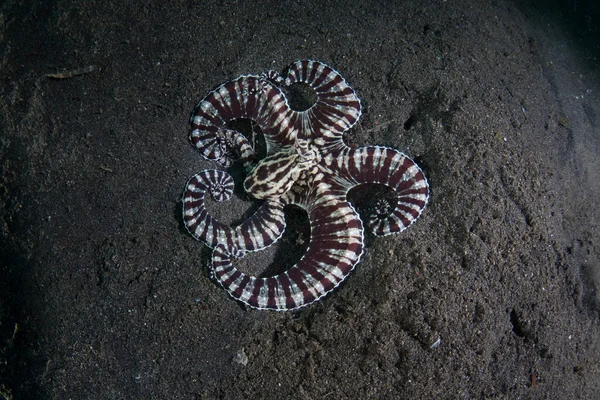 Mimic Octopus on Black Sand