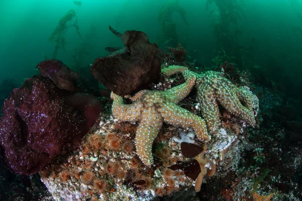 Starfish in Kelp Forest