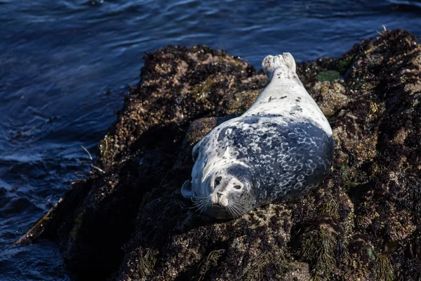 Pacific Harbor Seal on Rocks
