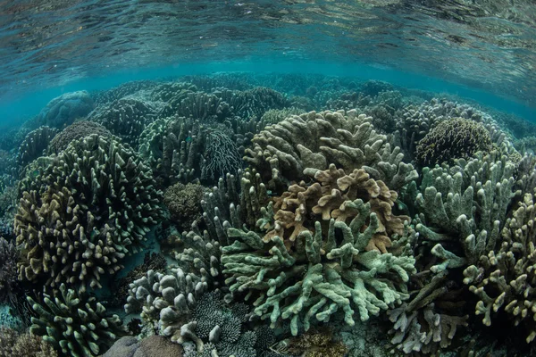 Healthy Hard Corals in Raja Ampat