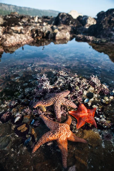 Colorful Starfish in California Tide Pool