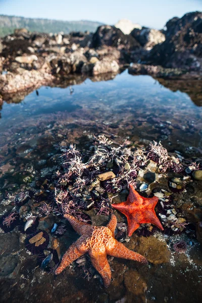 Vibrant Starfish in Tide Pool