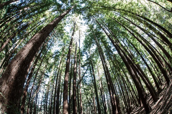 Redwood Trees in California