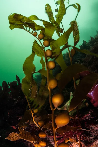 Giant Kelp in California