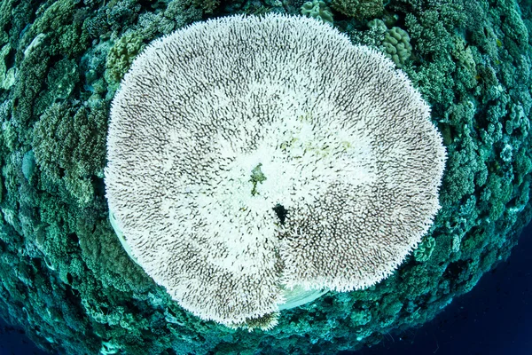 Bleached Table Coral in Pacific Ocean