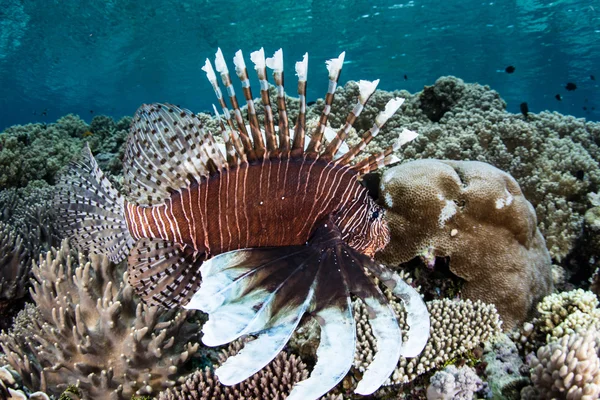 Venomous Lionfish Swimming Over Reef