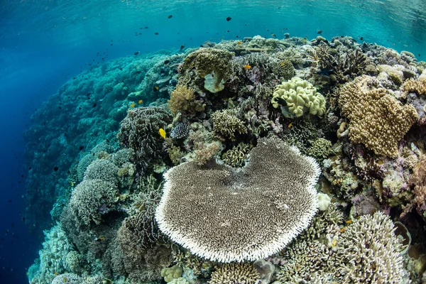 Corals Growing Along Reef Drop Off