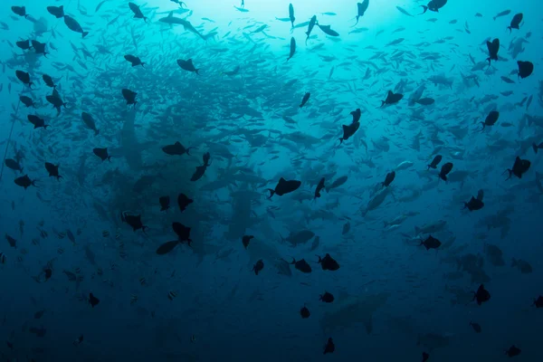 Fish Swarming in South Pacific Ocean