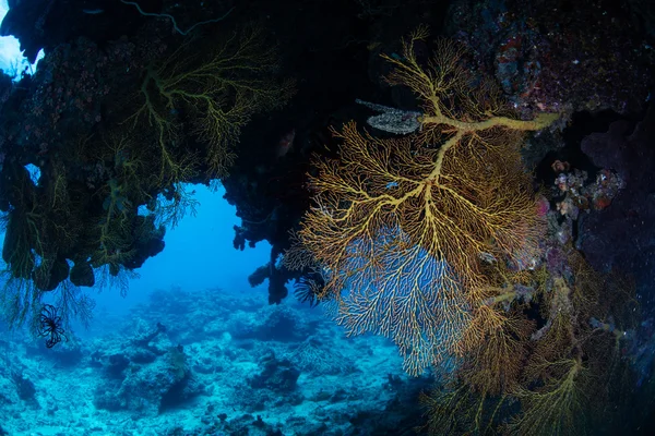 Sea Fan in Underwater Cavern