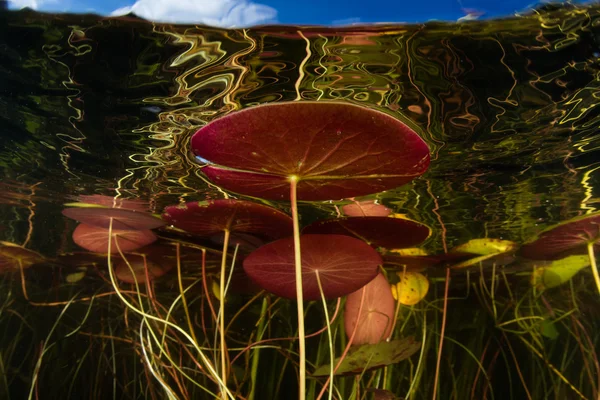 Aquatic Lily Pads in Lake
