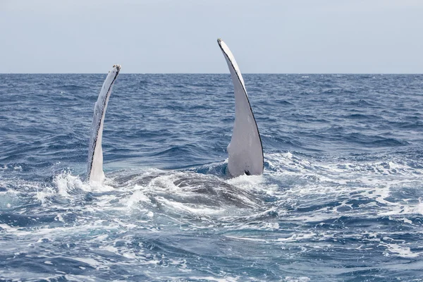 Humpback Whale and Pectoral Fins