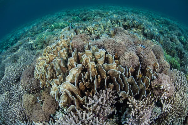 Healthy Coral Reef in Tropical Pacific