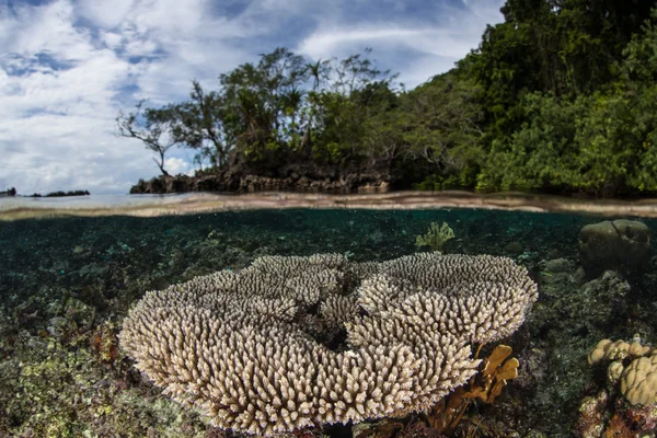 Coral Colony in Shallow Water
