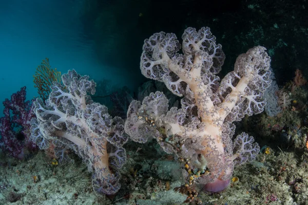 Soft Corals Underwater
