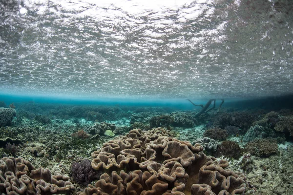 Coral colonies in part of the Solomon Islands